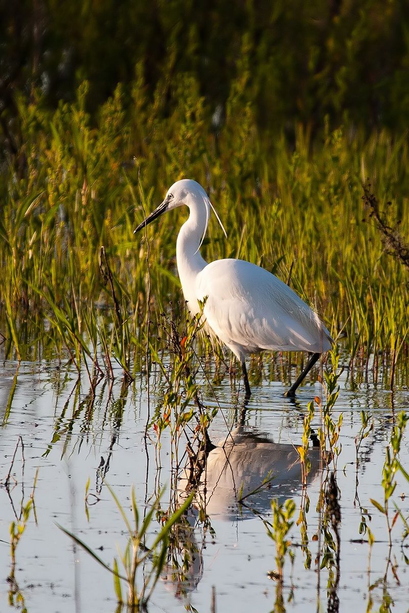 Egret on the hunt