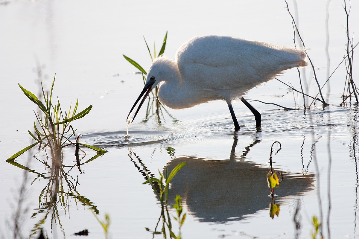 Egret on the hunt