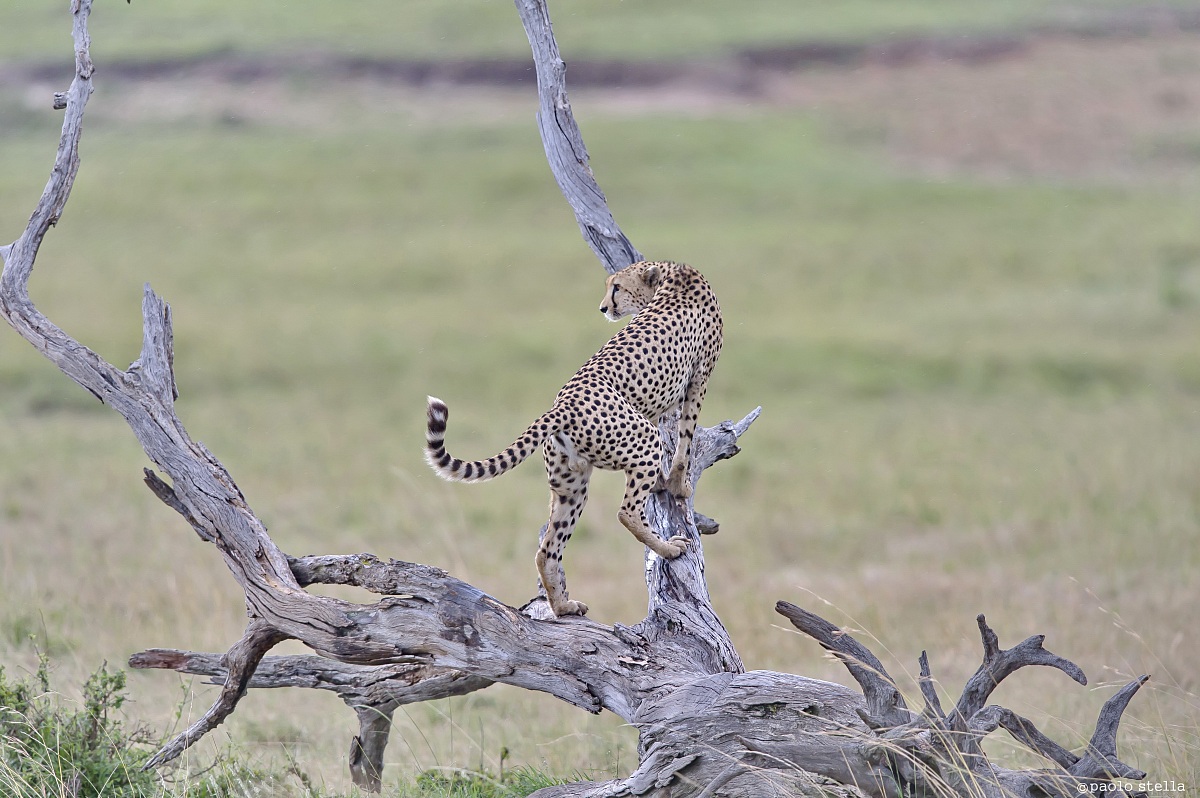 cheetah male on a tree