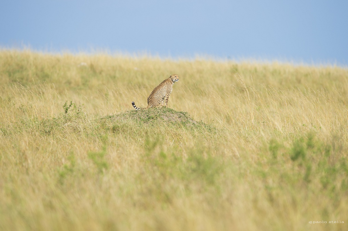Waiting in the colors of the Mara