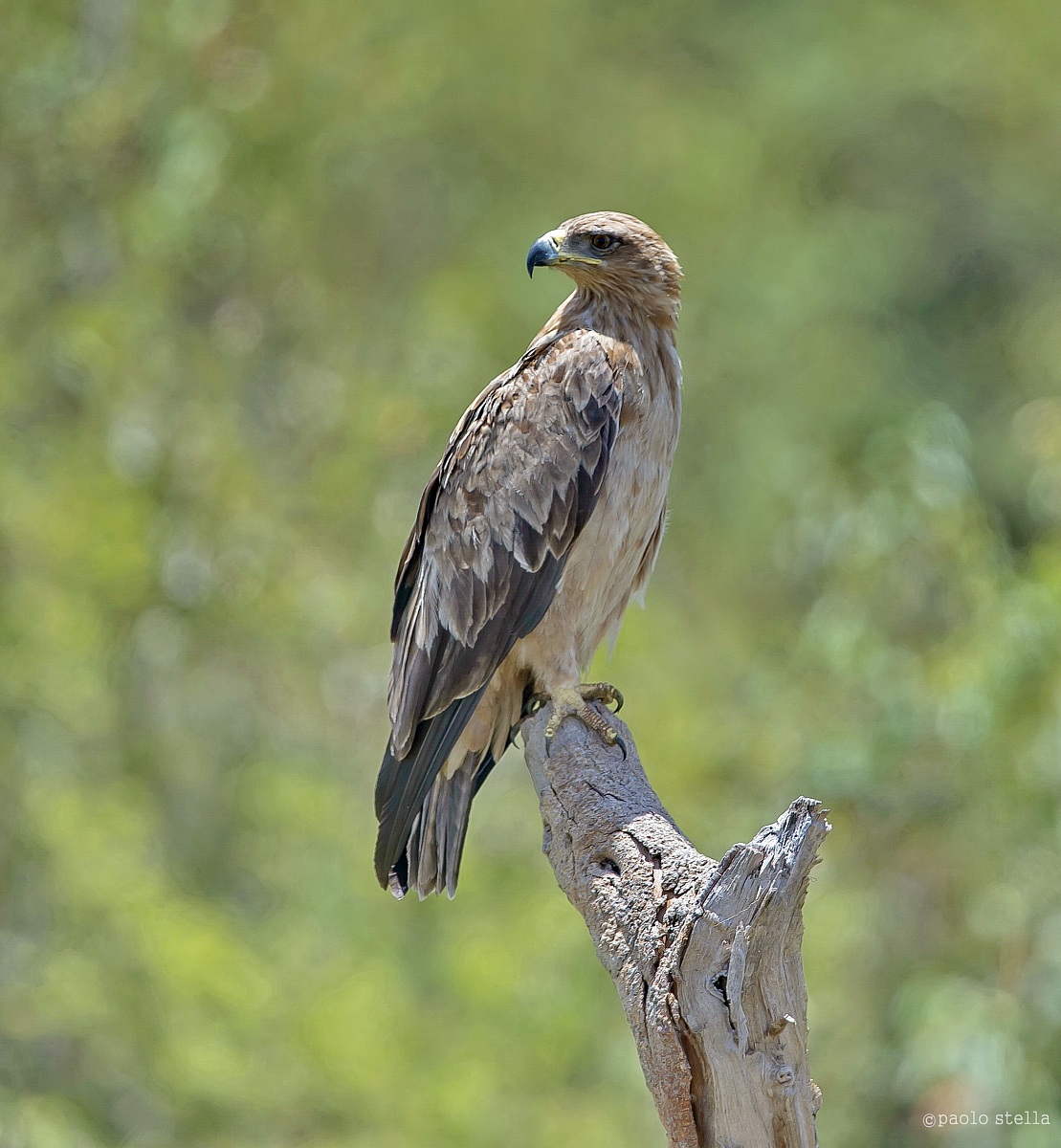 Common Buzzard - Buteo buteo