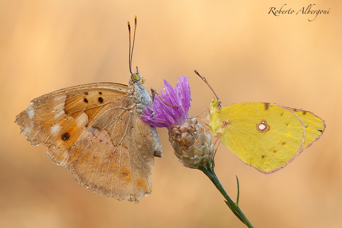 Prove di integrazione