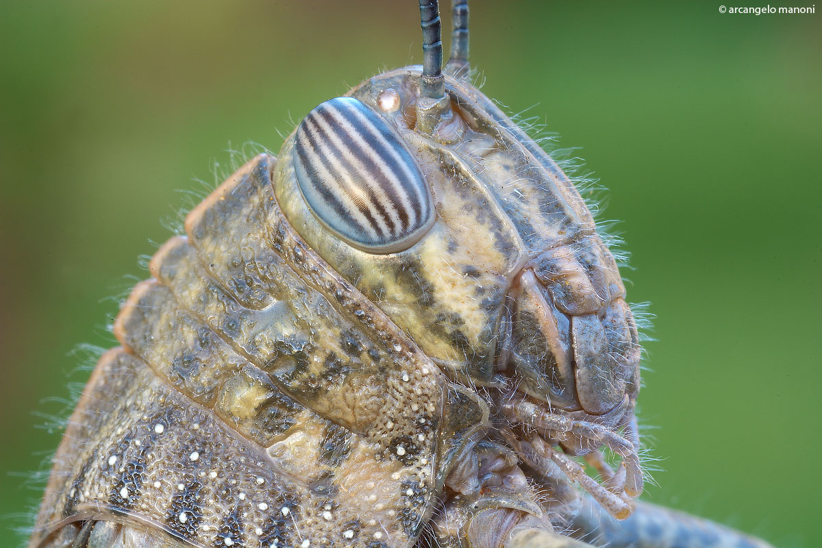 Trying the hair on grasshopper