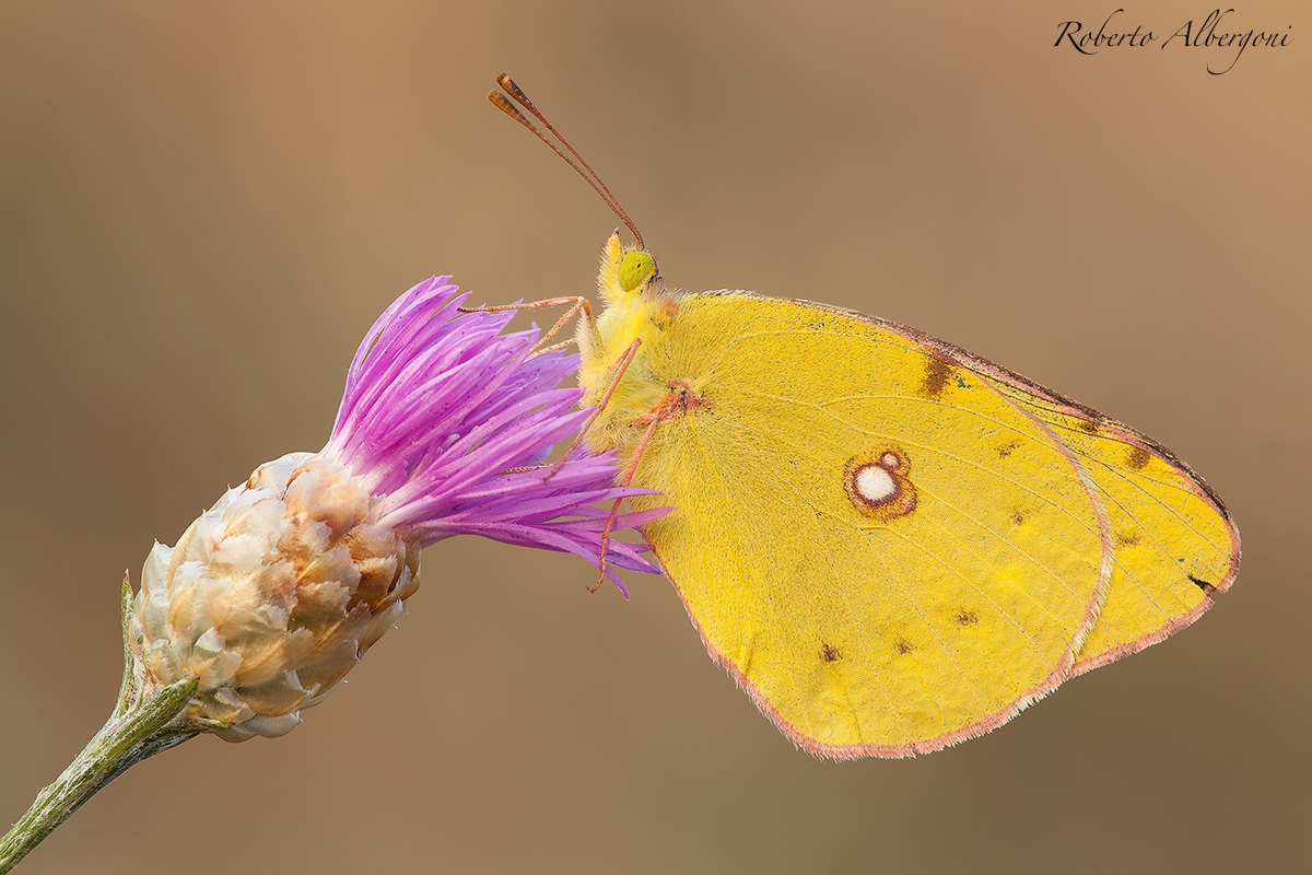 Giallo Colias