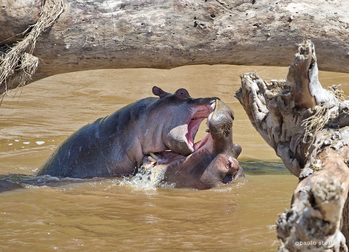 hippo in the Mara River