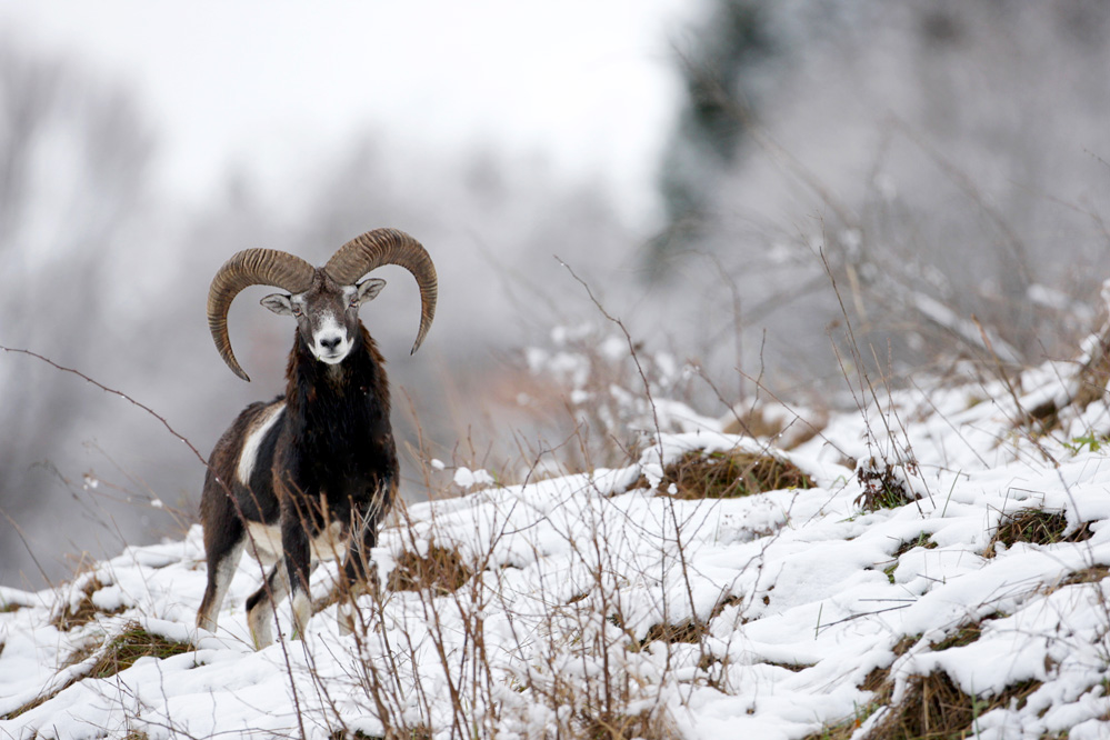 Mouflon