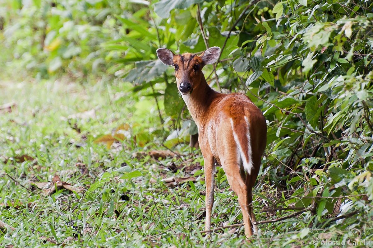 Red Muntjac deer - Khao Yai National Park