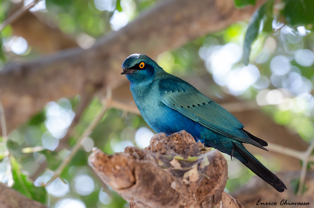 Cape Glossy Starling (Storno dal mantello lucente)
