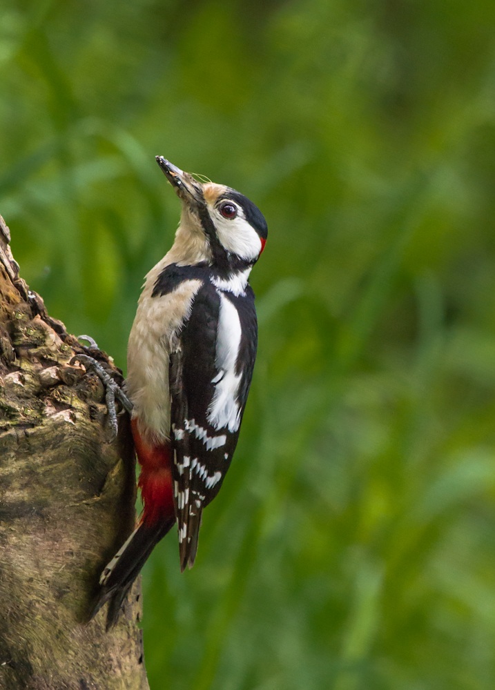 picchio rosso maggiore