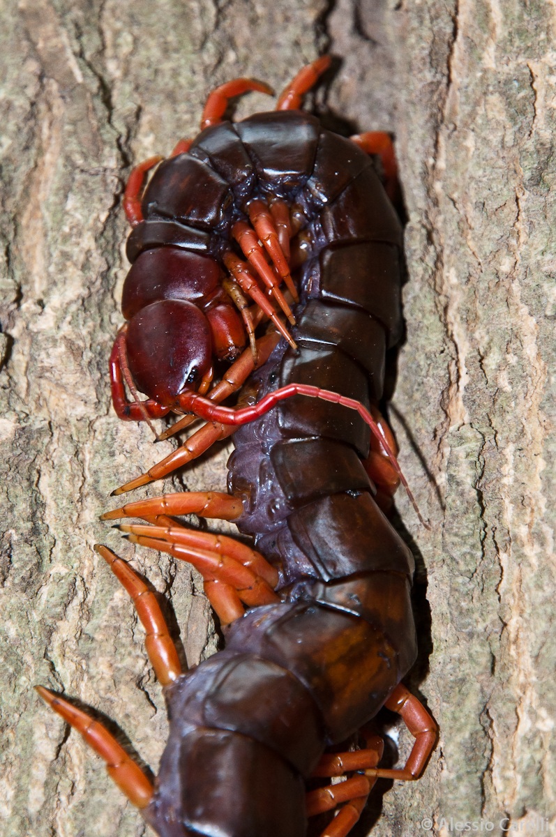 Scolopendra!! Khao yai national park