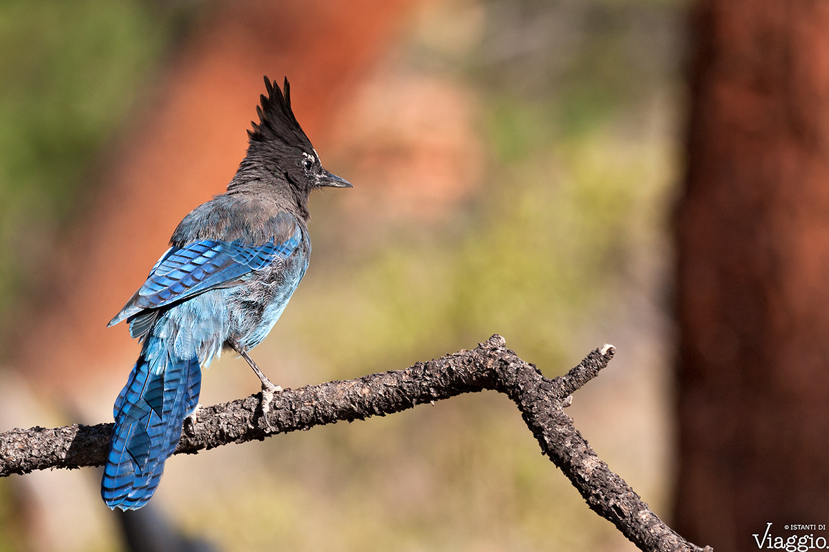 Steller's Jay