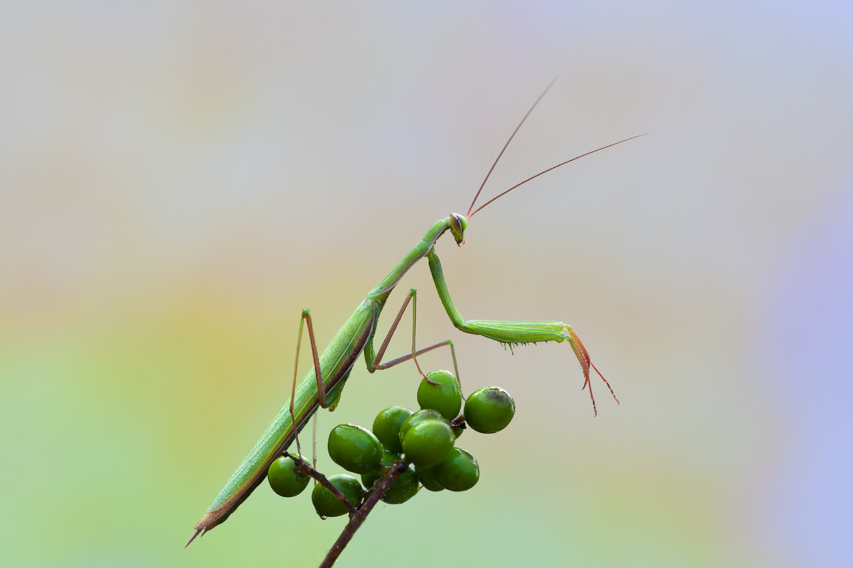 Mantis
