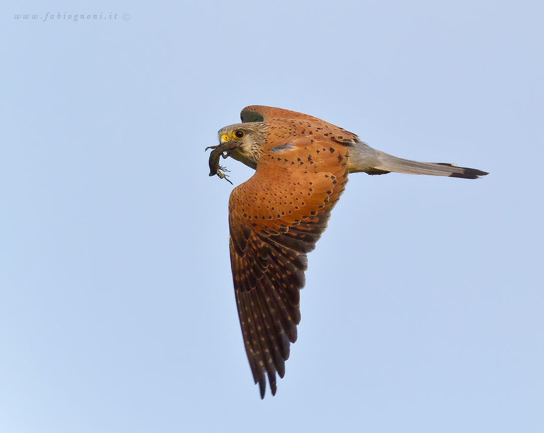 Gheppio Maschio con preda