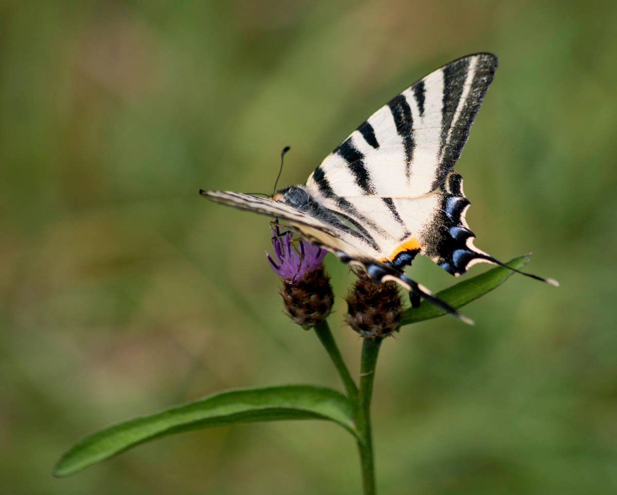 Iphiclides podalirius