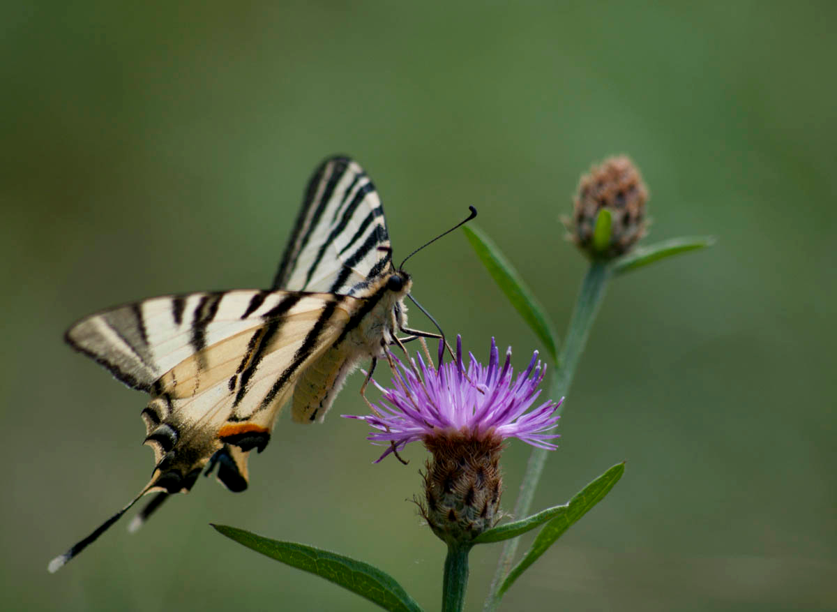 Iphiclides podalirius