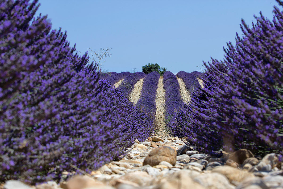 I campi di lavanda a Valensole