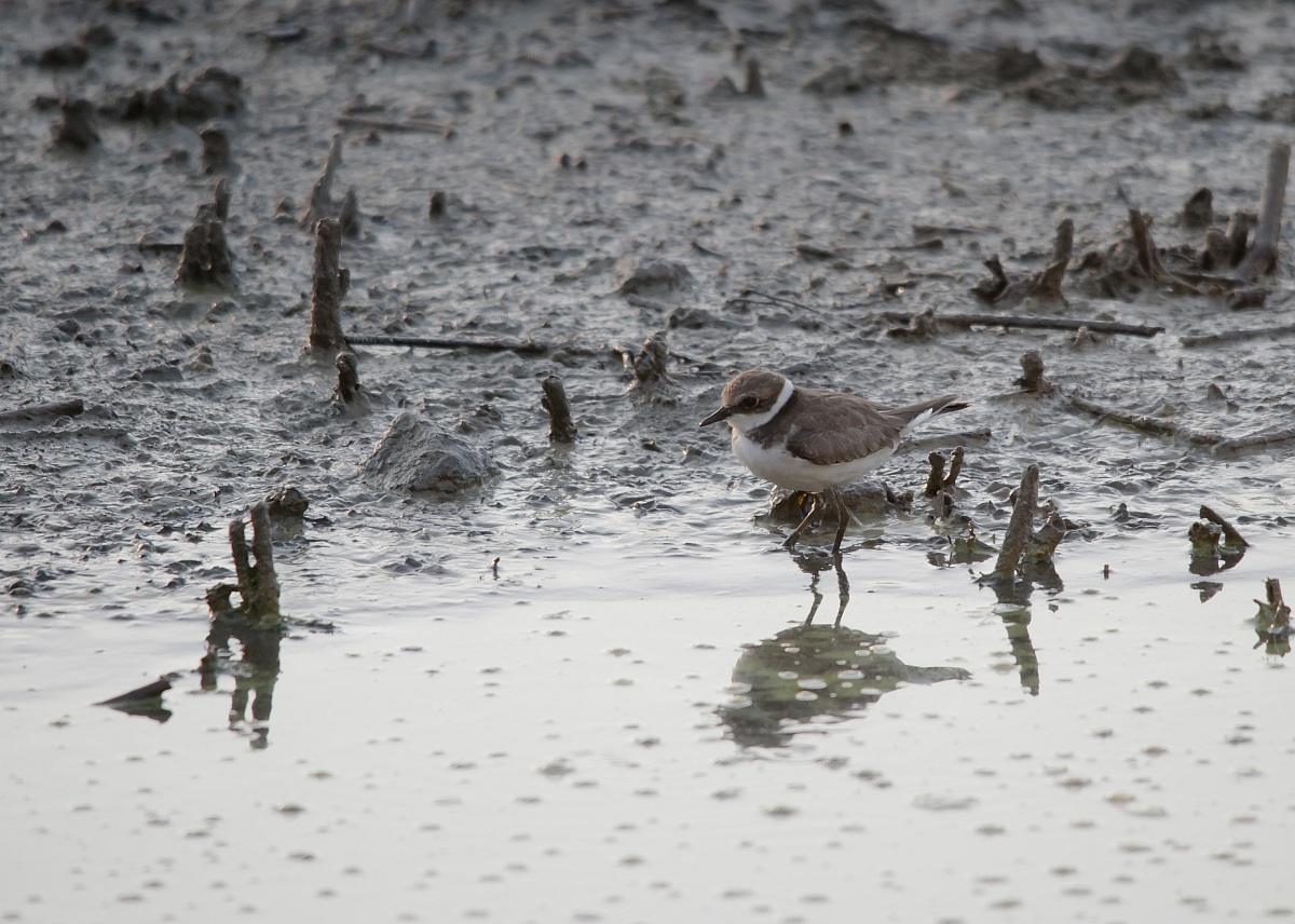 giovane corriere piccolo...