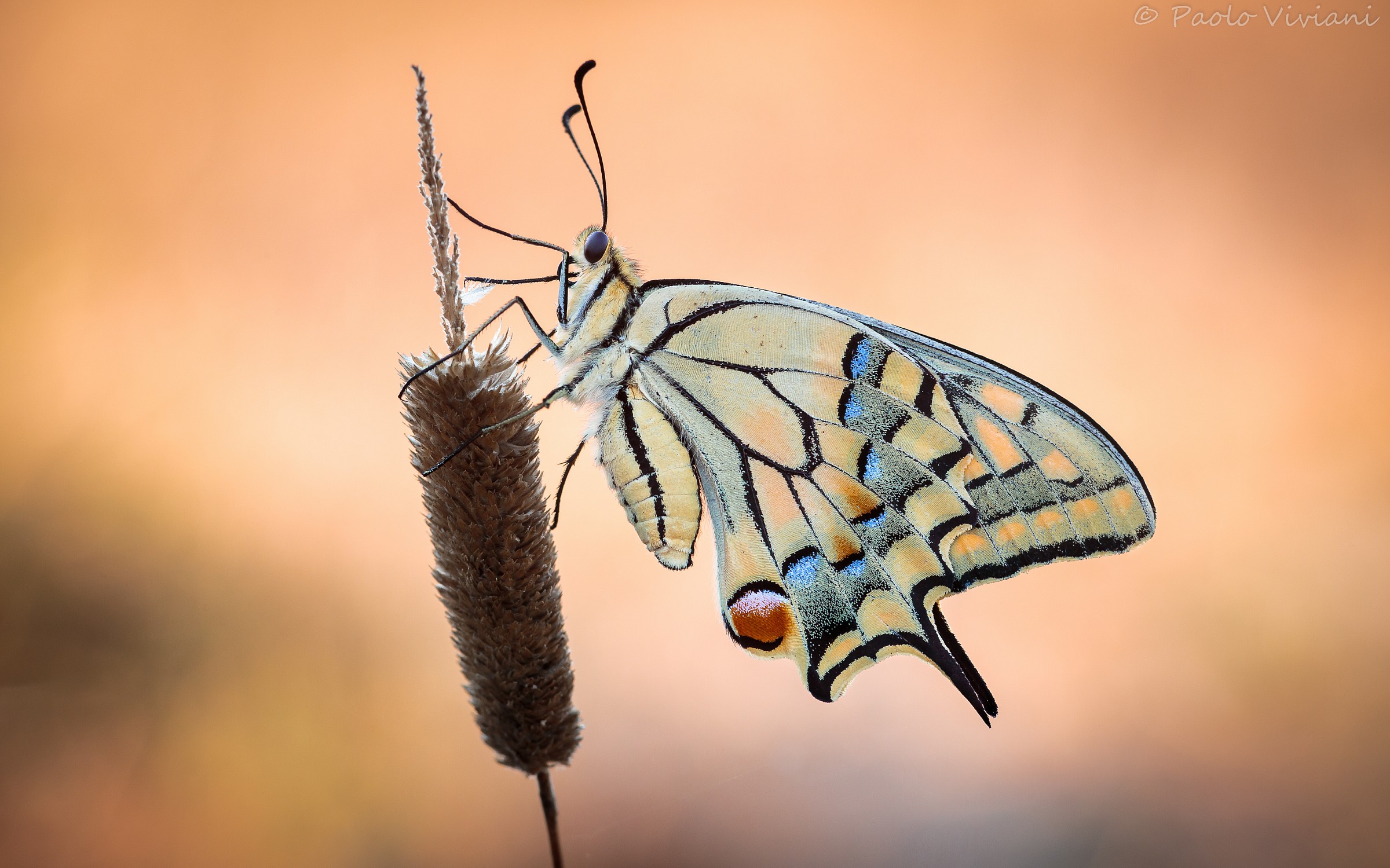 Yet he, the Machaon ... although a bit discolored