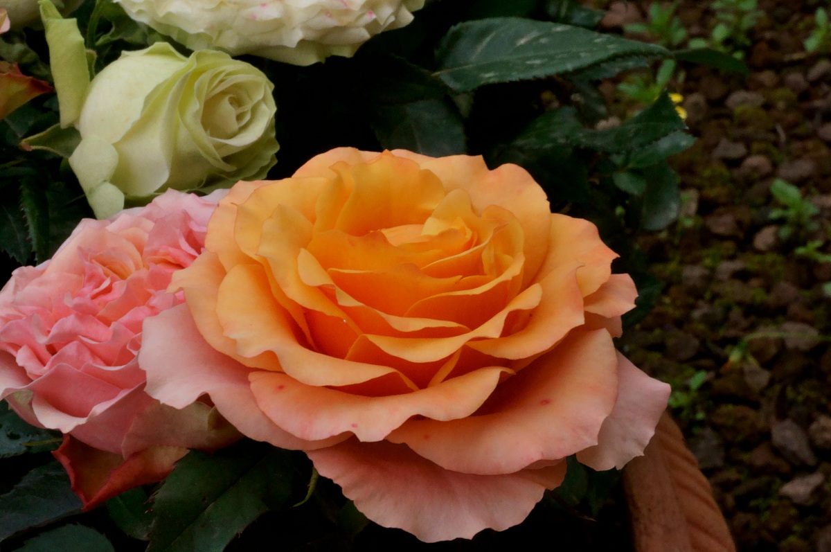 Flowers from my garden