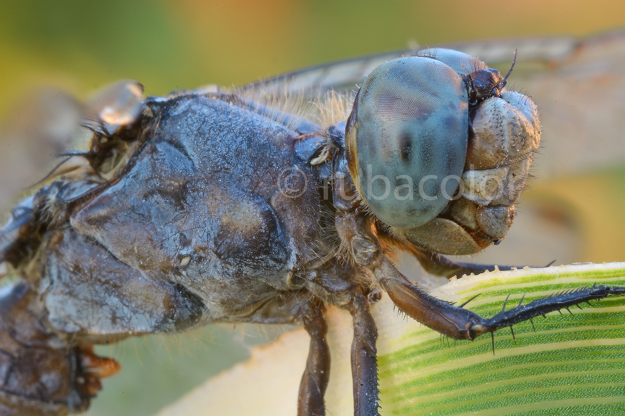 F22 for blue dragonfly