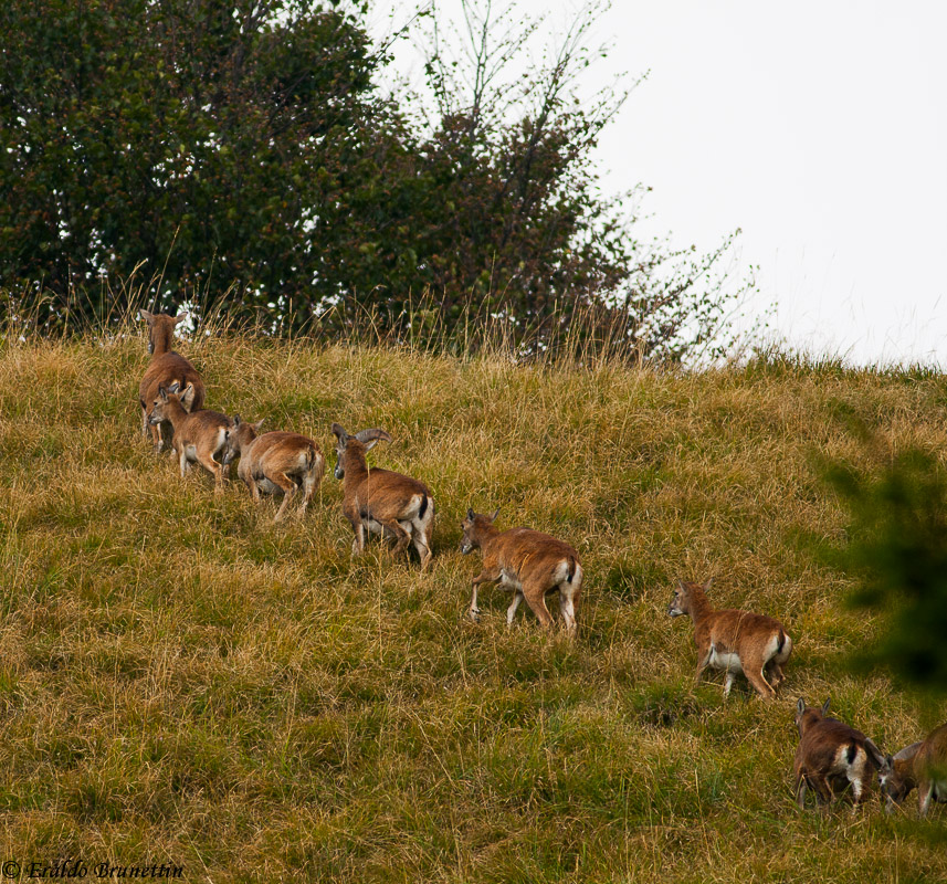 Muflone (Ovis musimon)