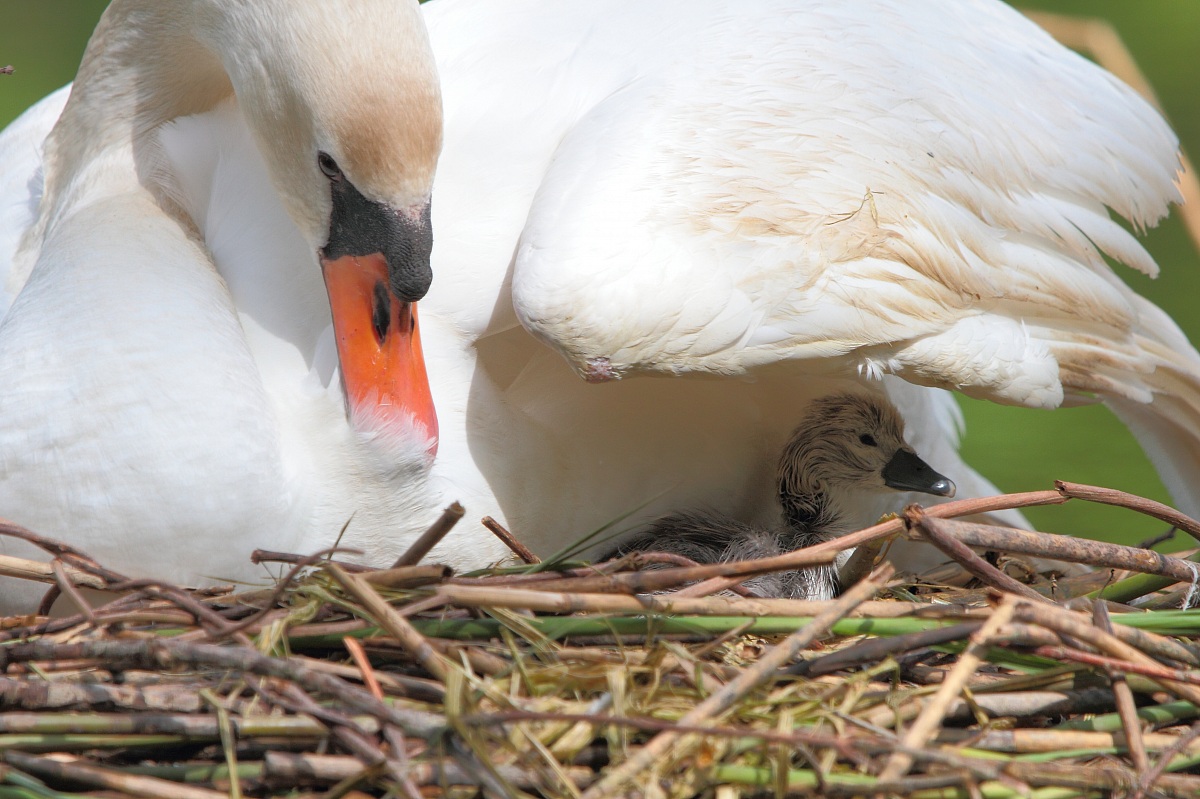 The wing of the ugly duckling