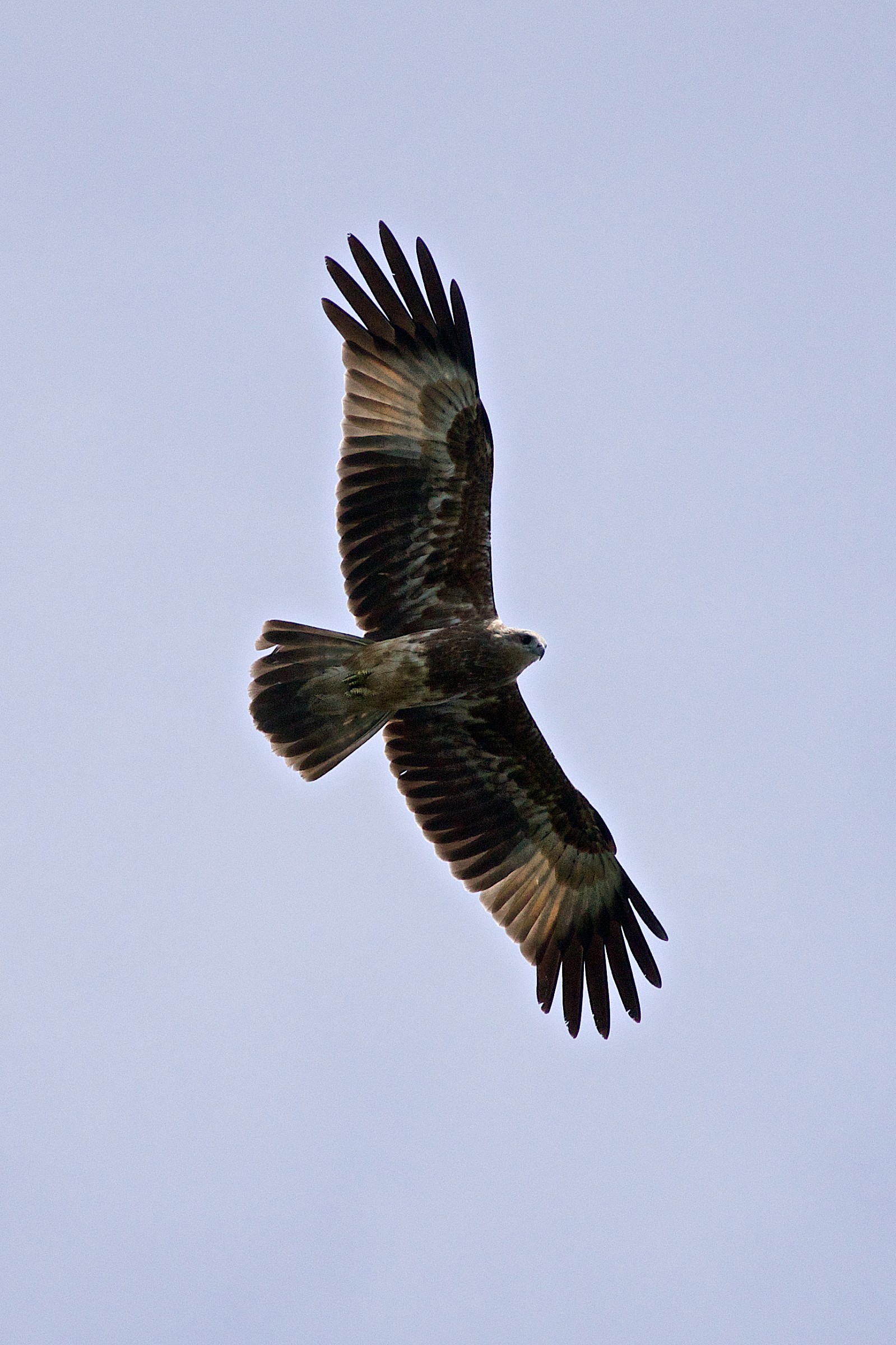 Brahminy Kite young