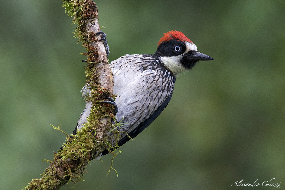 Melanerpes formicivuru