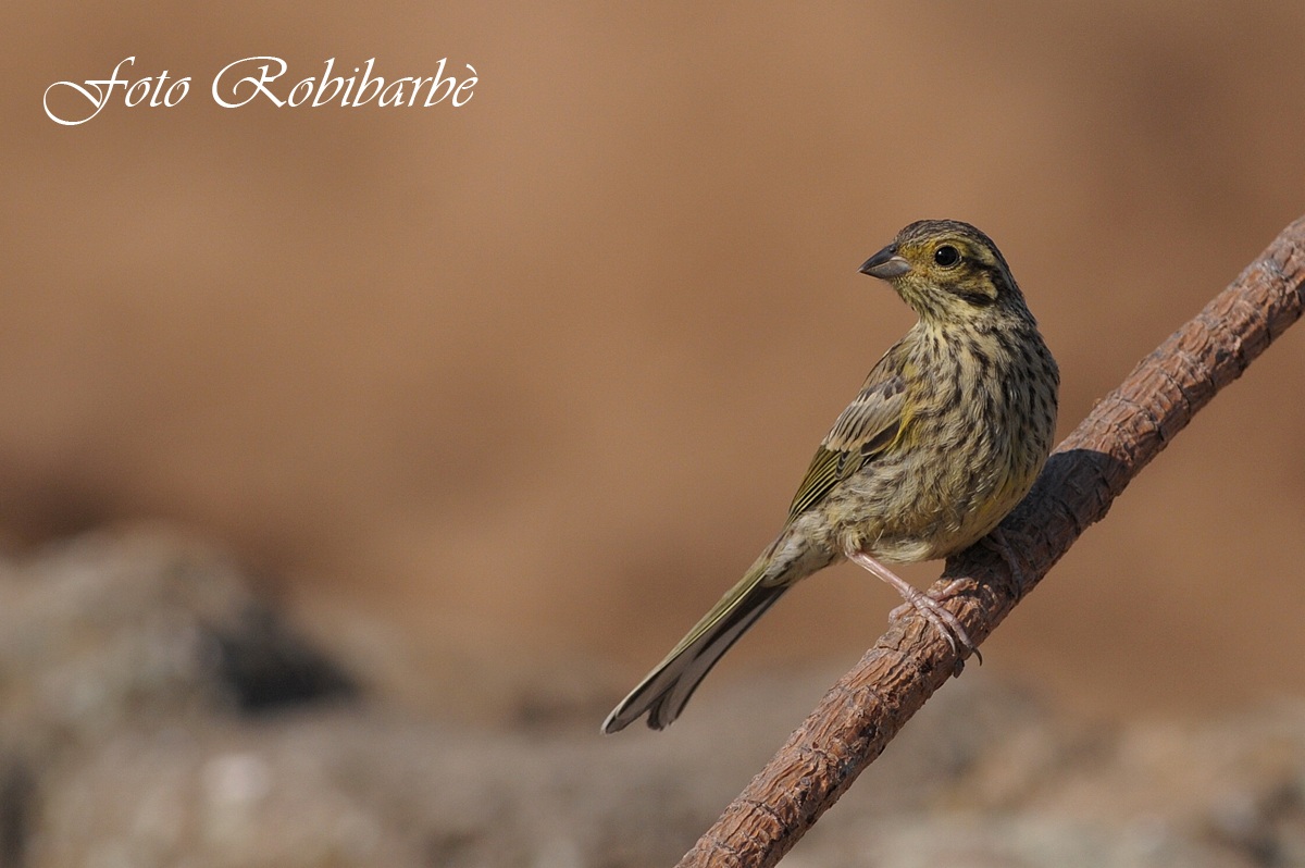 Zigolo nero ... femmina ....