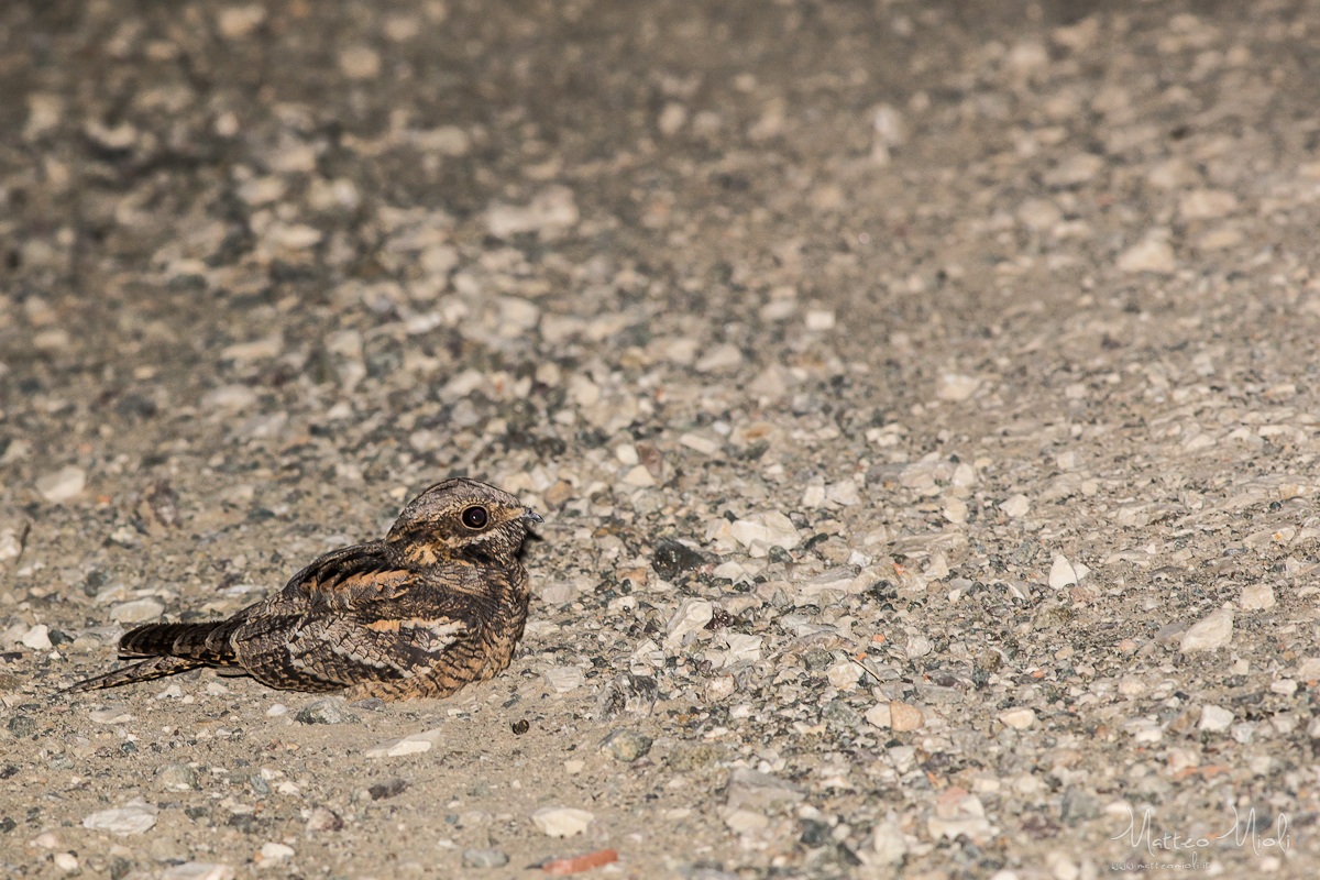 Nightjar