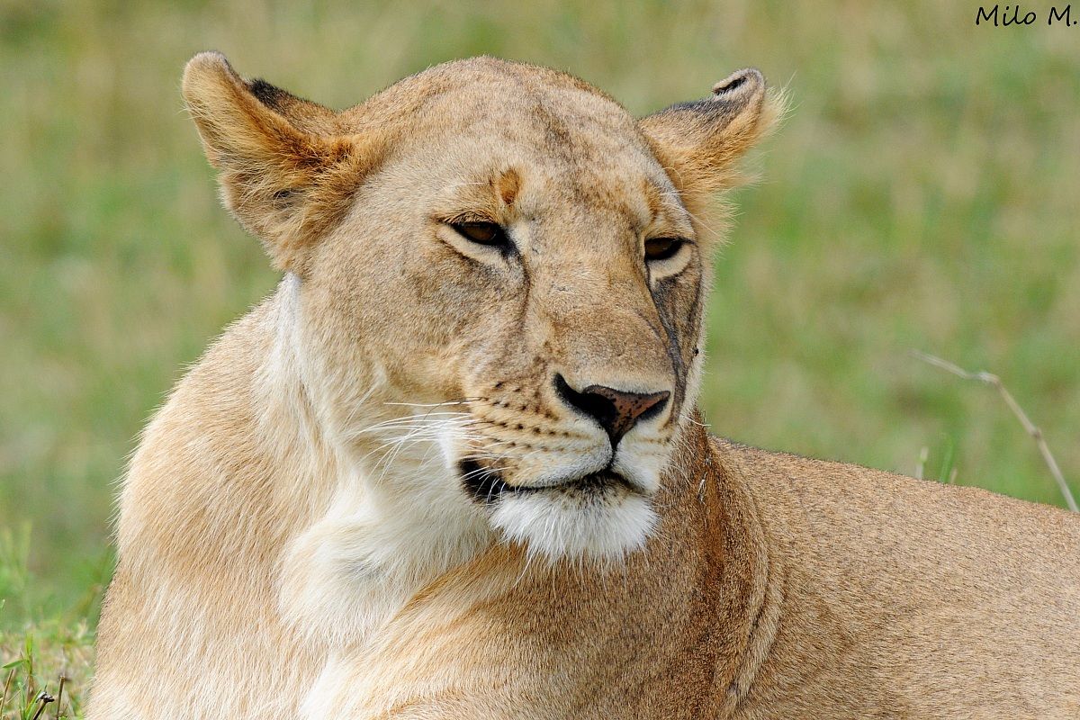 Sua maestà la Signora
