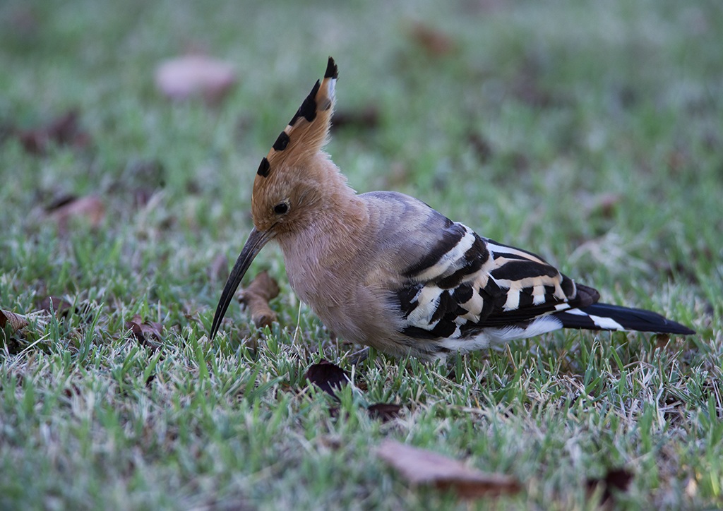 hoopoe