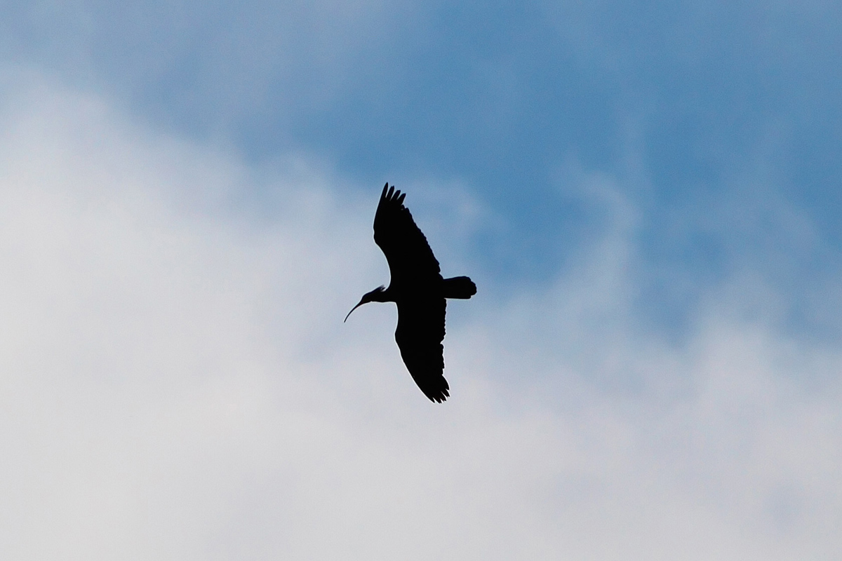 Identification by silhouette