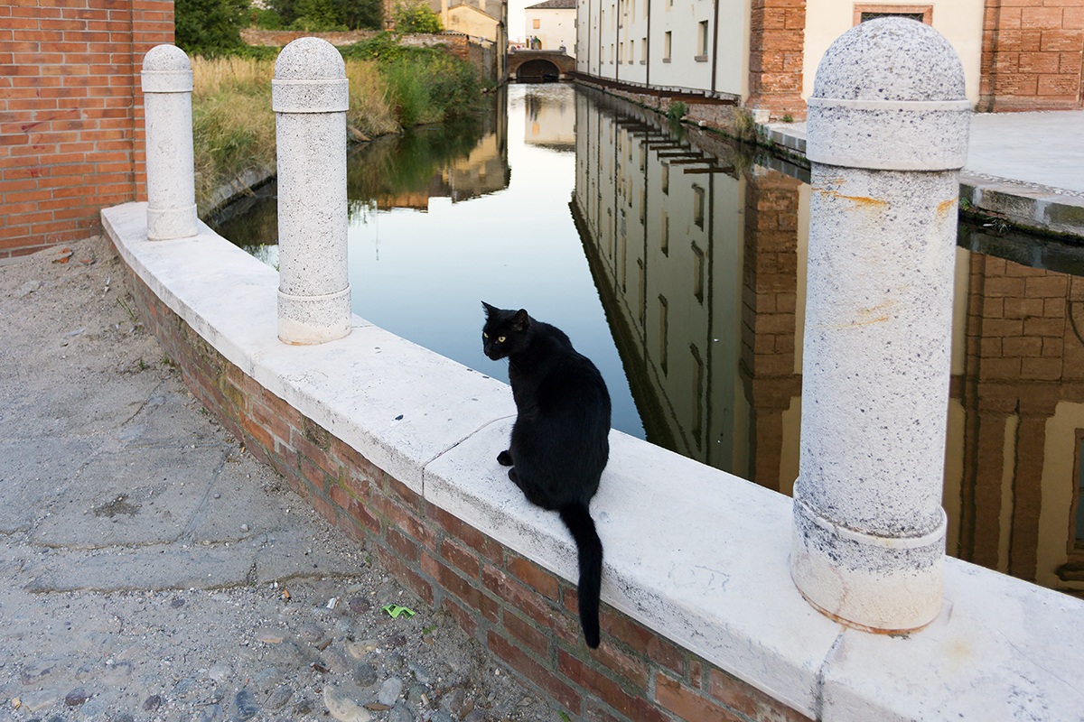 Cat of Comacchio ...
