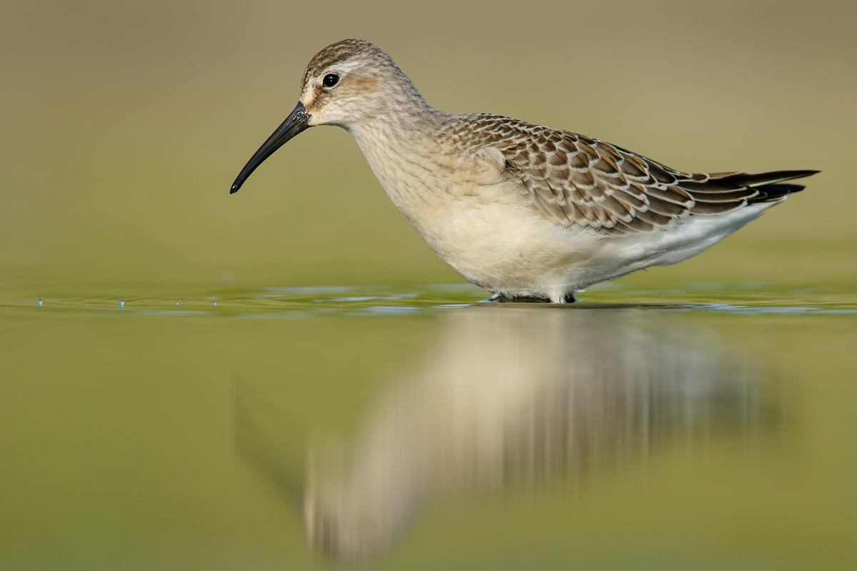 Sandpiper