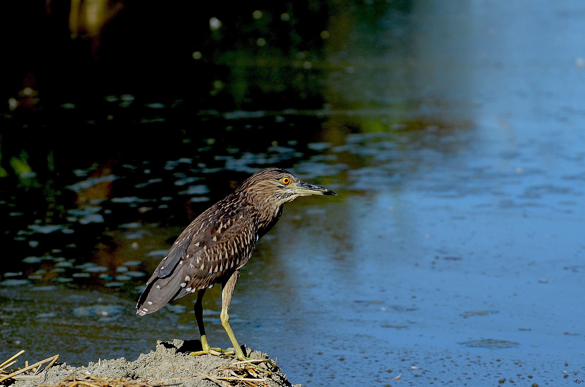 pescatore senza lenza,aspetta il passaggio di un pesce