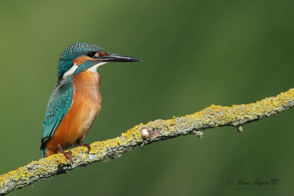 kingfisher