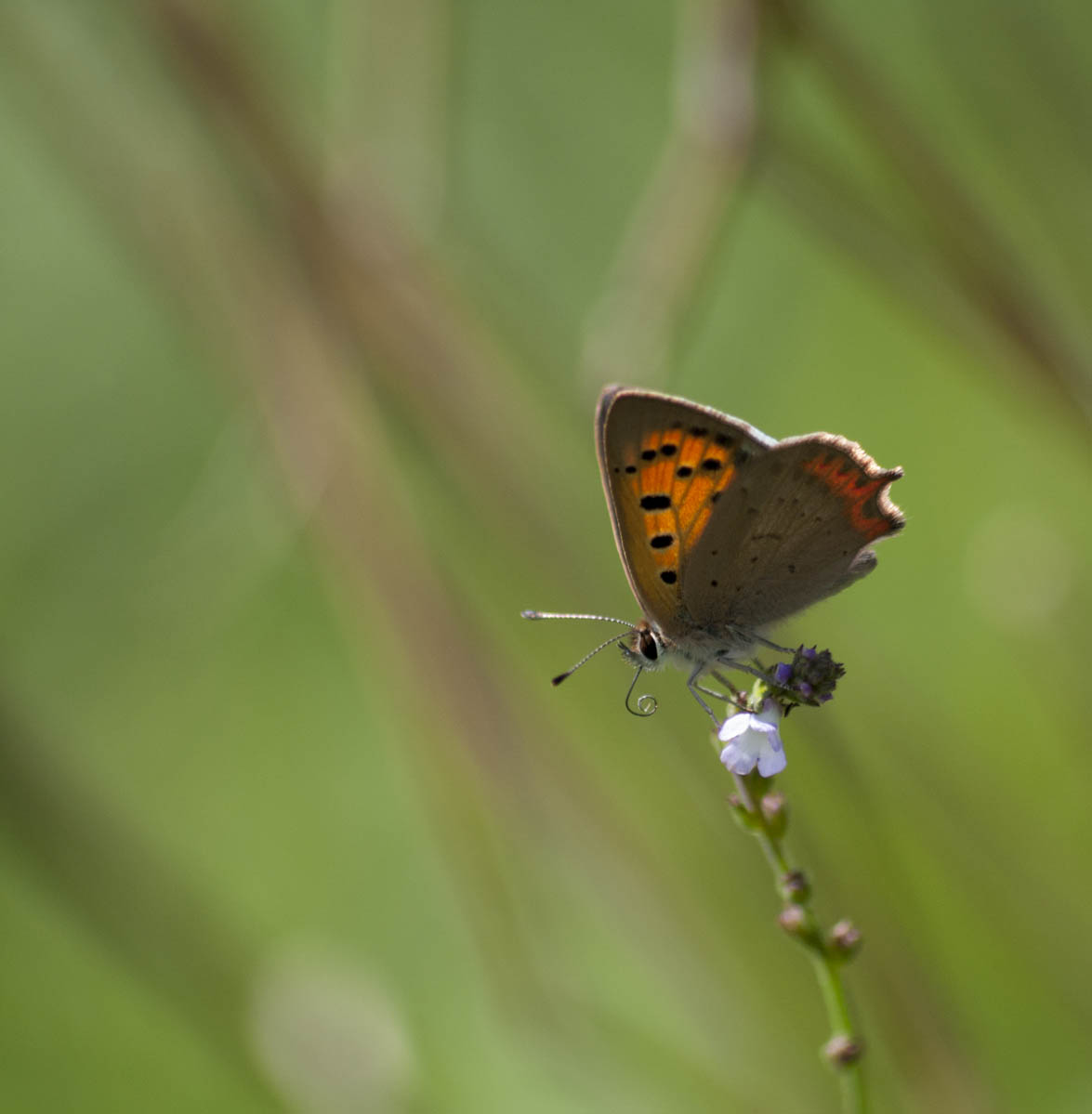 Lycaena