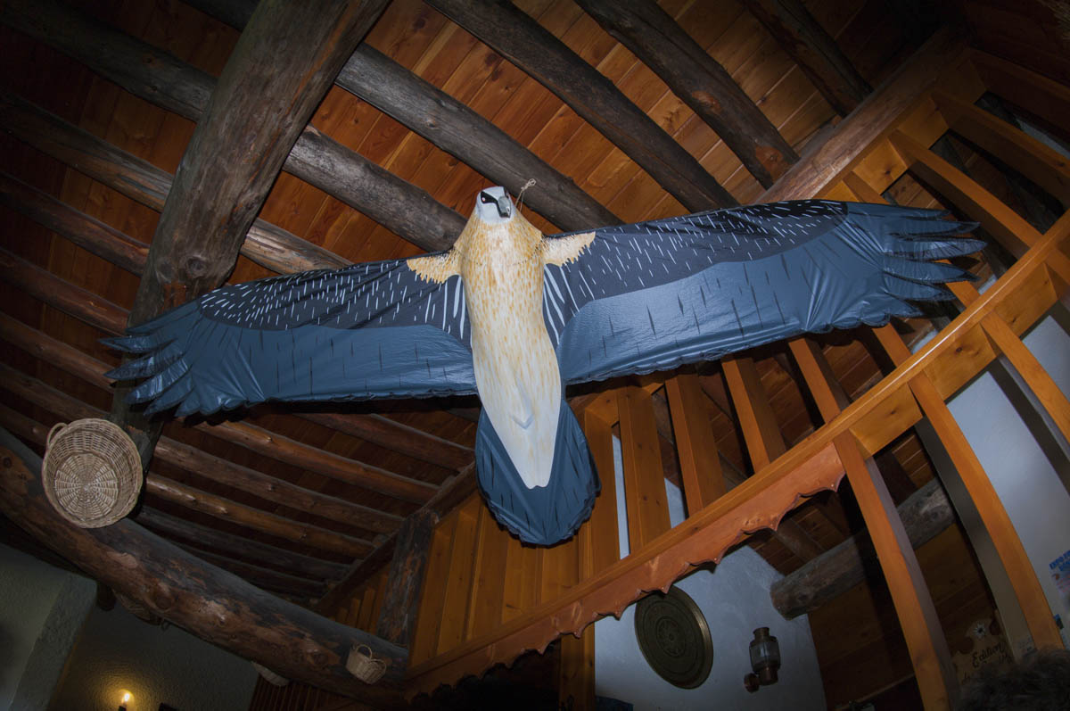 Ho visto il gipeto!!