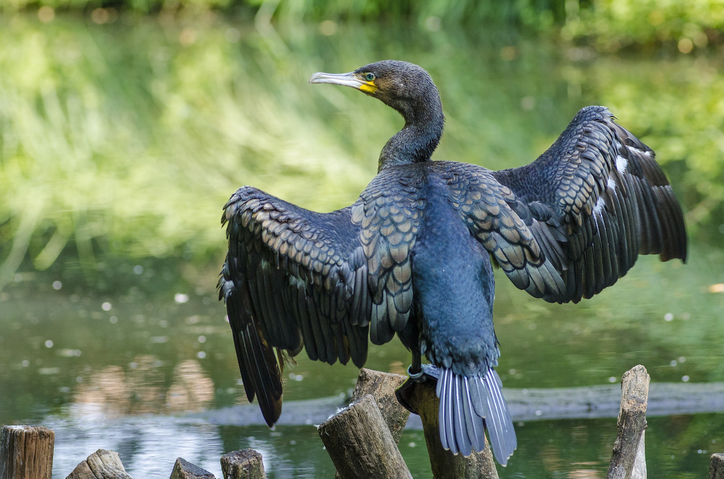 Cormorant