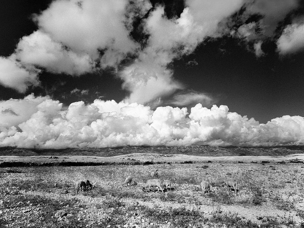 Sheeps and clouds - Island of Pag