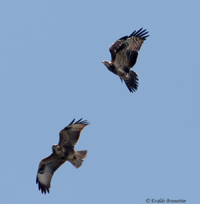 Buzzard (Buteo buteo) and under buzzard (Pernis Apivorus