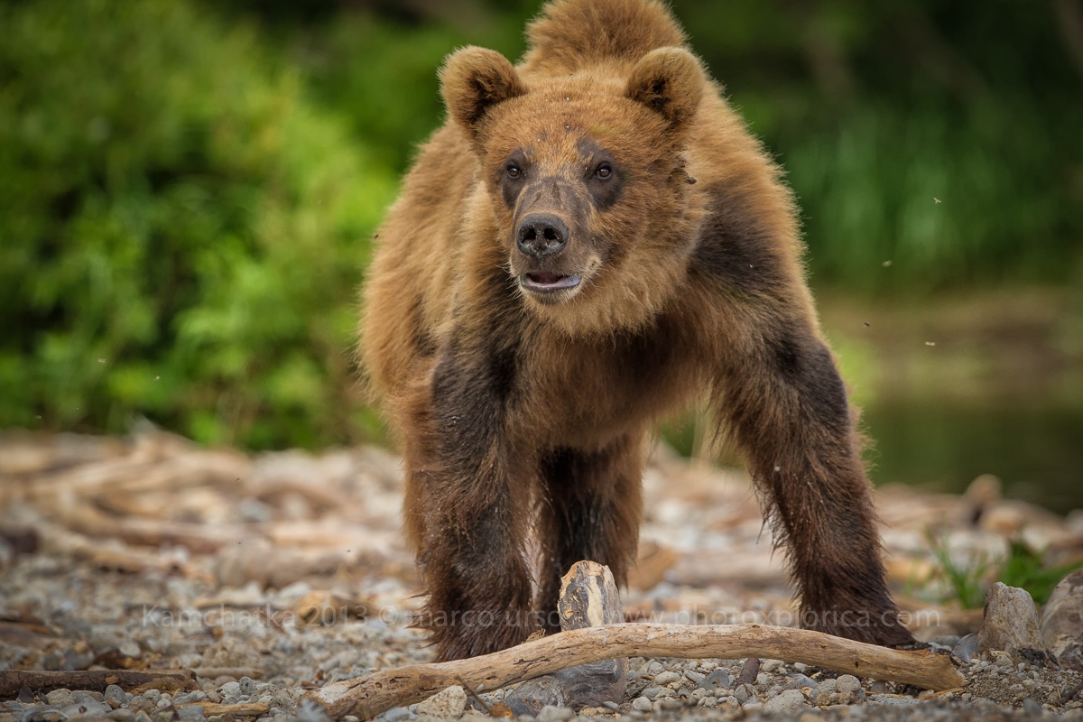 Incontri Ravvicinati