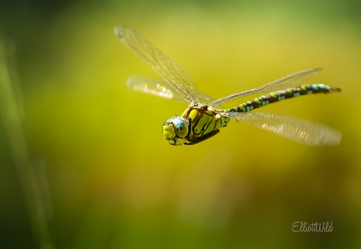 ready to land Gualdera
