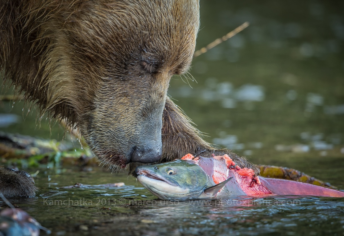 Incontri Ravvicinati II