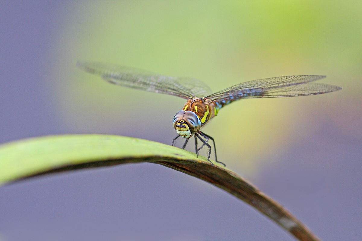 Aeshna Mixta a riposo