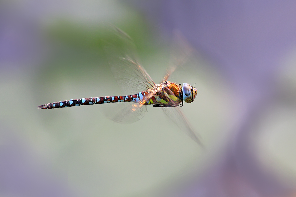 Aeshna mixta - Migrant hawker. The great flyer