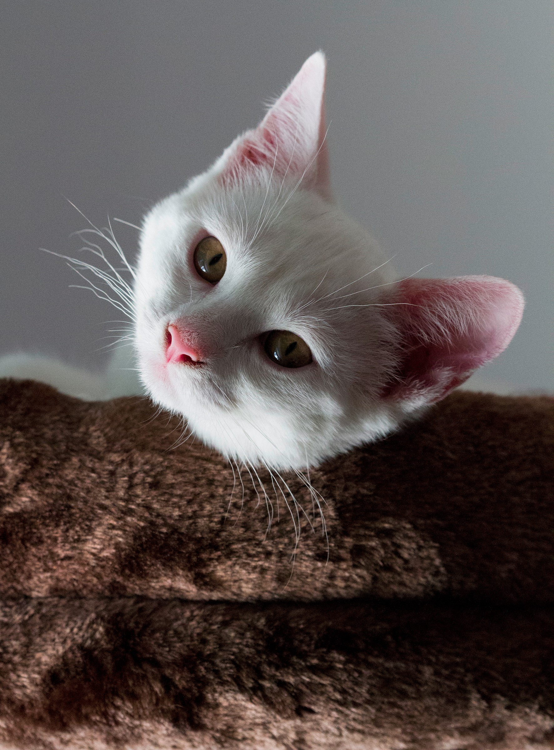 Ponyo (principessa dei pesciolini rossi)