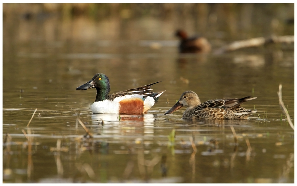 Shoveler