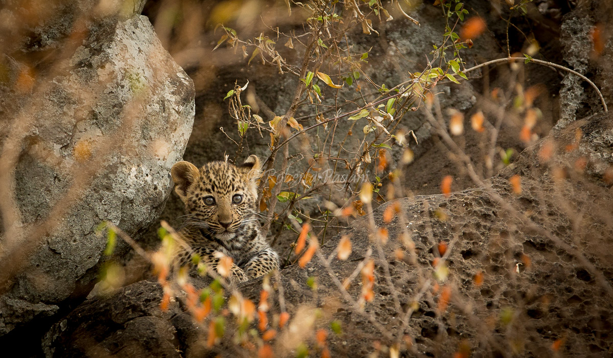 Leopardino: the observer